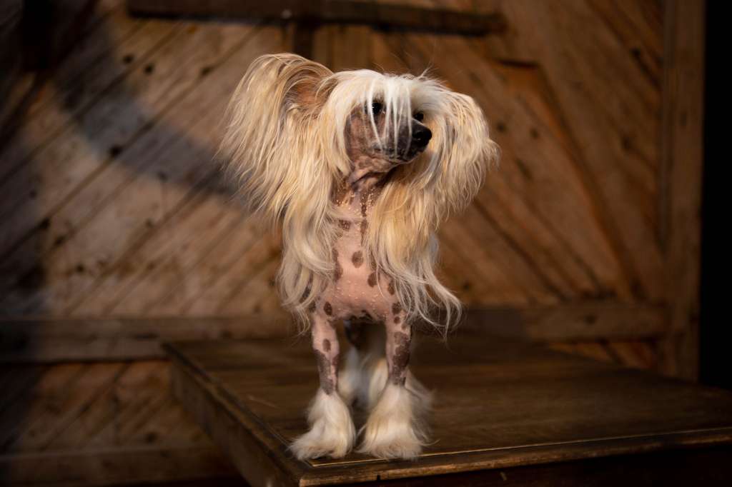 Arte Figure Gettin' Jiggy Wit It