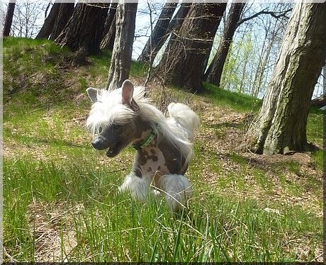 Anunaki Foxly Bohemia