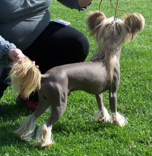 Amelion's Masterpiece