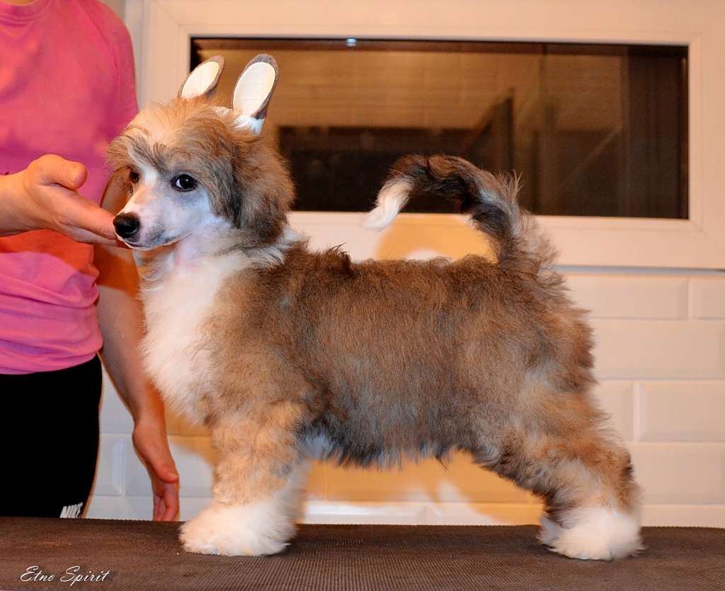 Etno Spirit Bet On You