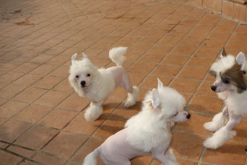 Dakota Rose Sunshine