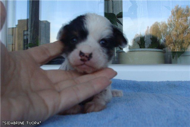 Ledy Tiffany Sidabrine Tuopa