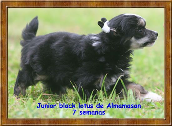 Junior black lotus de Almamasan