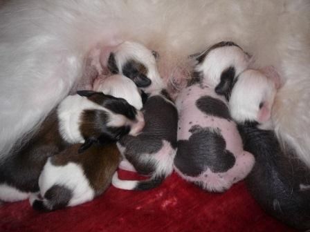 Domtotem Betti Barkli