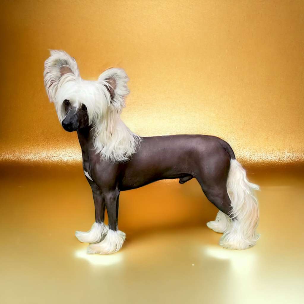 Ch Kojiki's Love To Hate Me At Casacavallo JW