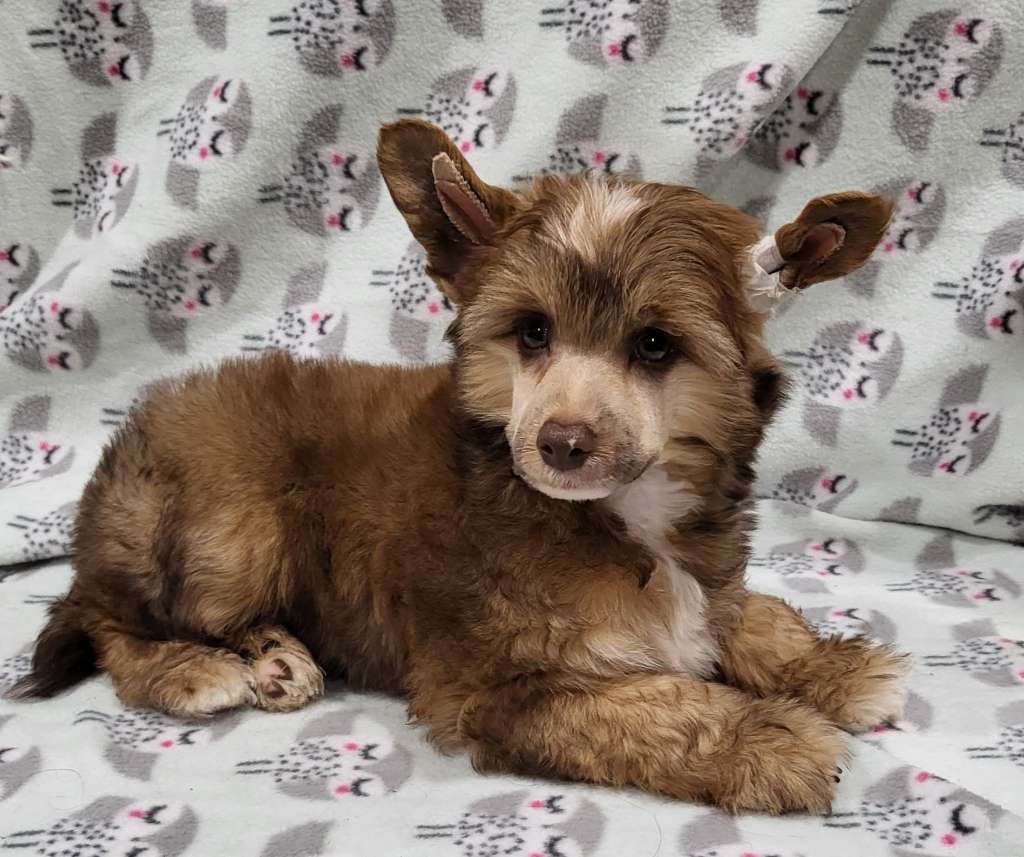 Dazzles Lucky Stryke