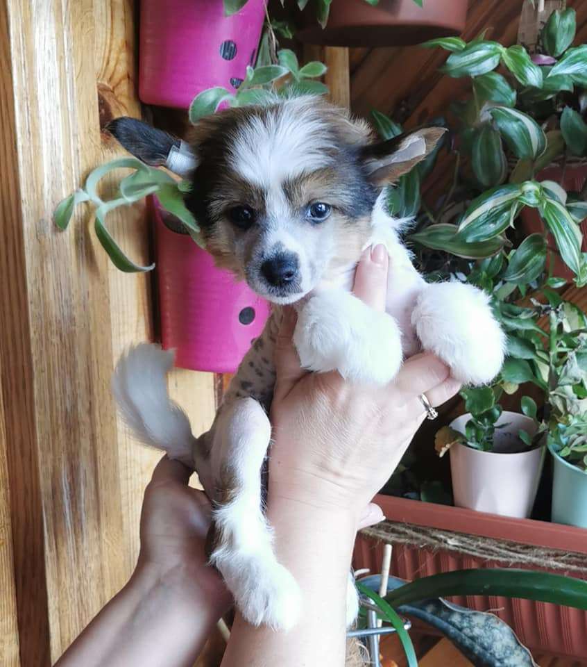 Bingwa's Blossom Idal'go