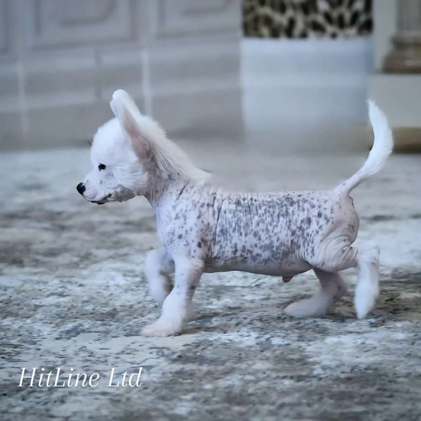 Hitline Ltd Kevin Costner