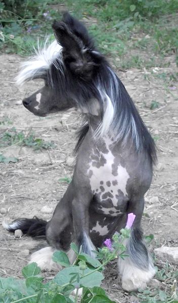 Romantic Fairy Tale Glorius Girl