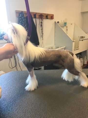 Crestyle U Own Your Style HL