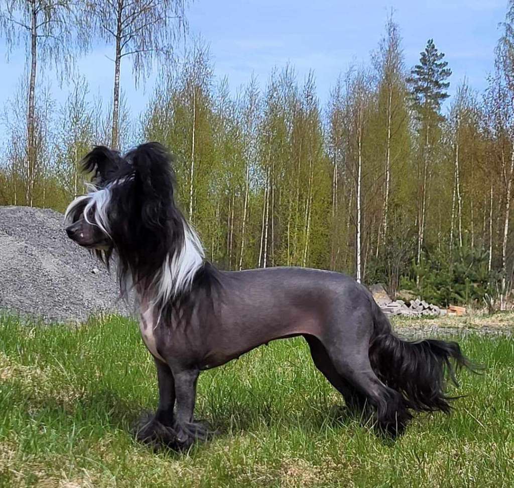 Jamming's Sextravagant