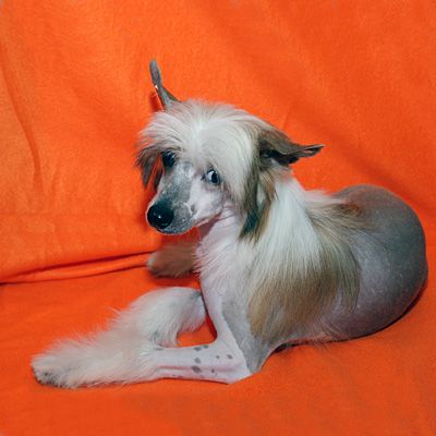 Alvine Band Egor At Dior