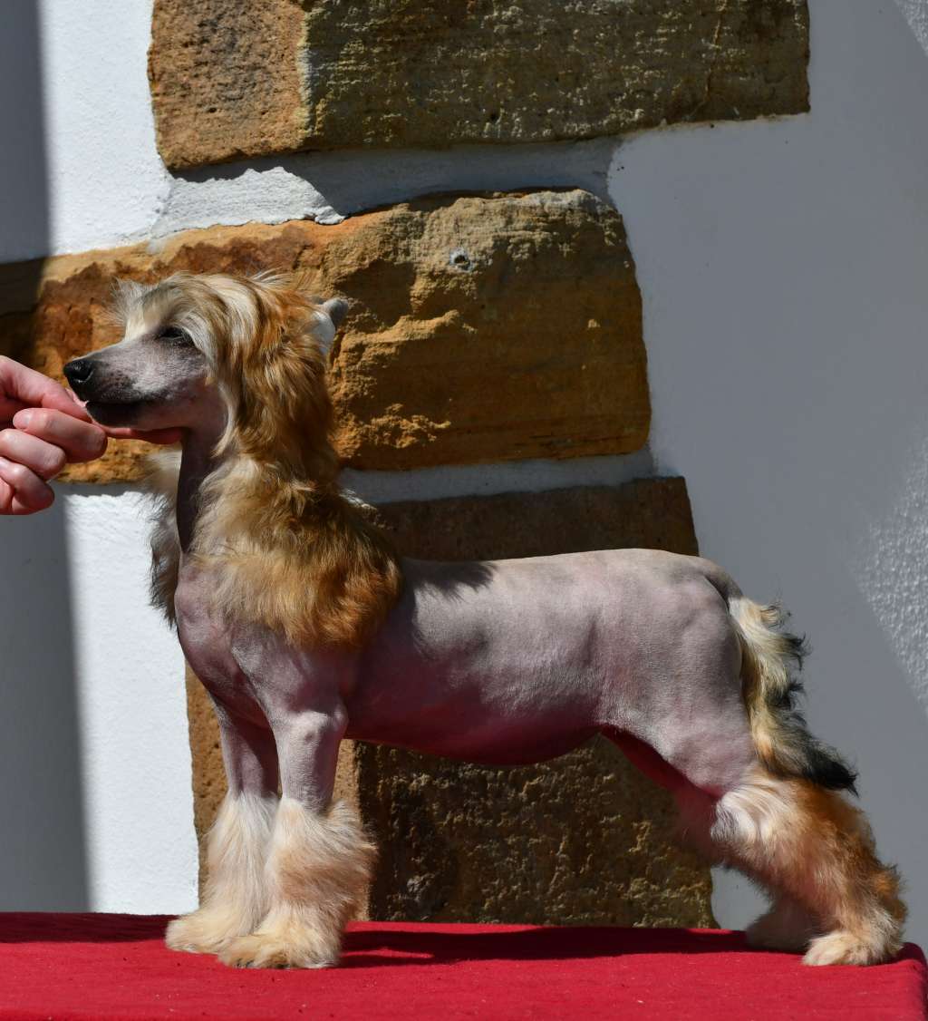 Little Dog Of Dream Ornella