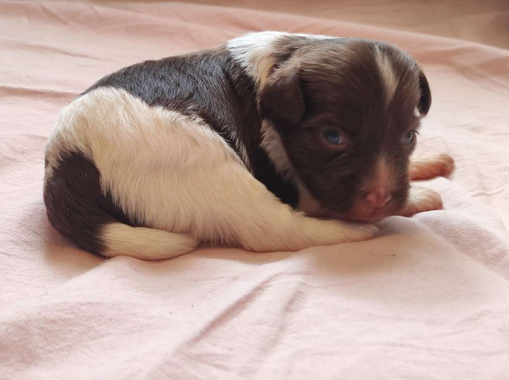 Beyesa's Chukulati Yatzy