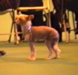 Blandora Ummm Of Cazants