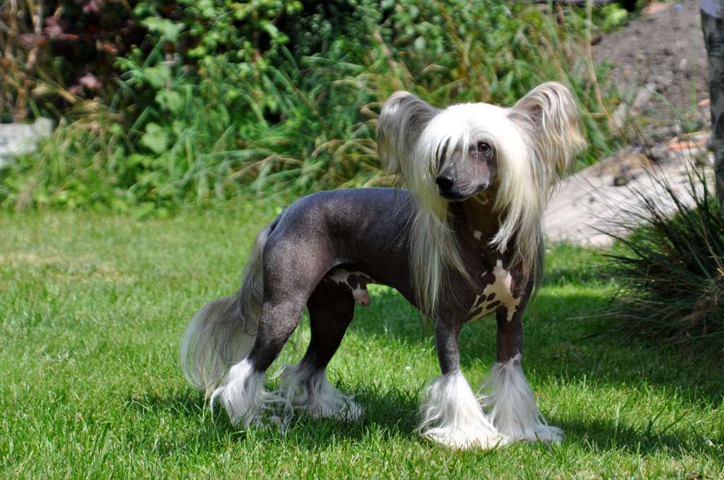 Brumby Dinkey Deluxe