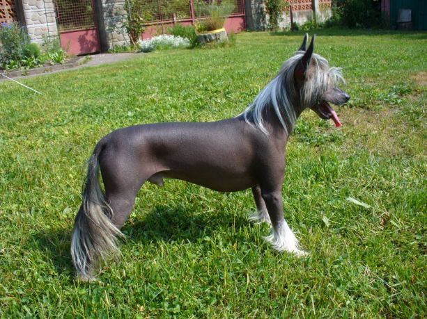 Cocaine Di Onis Al Maarii Sapphire