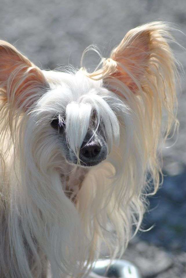 Ch.Il était une fois N'credible