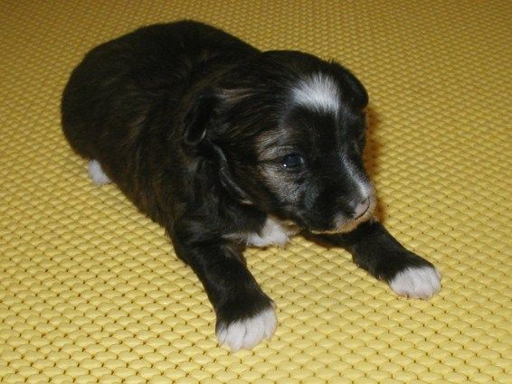 I' Top model De Rama