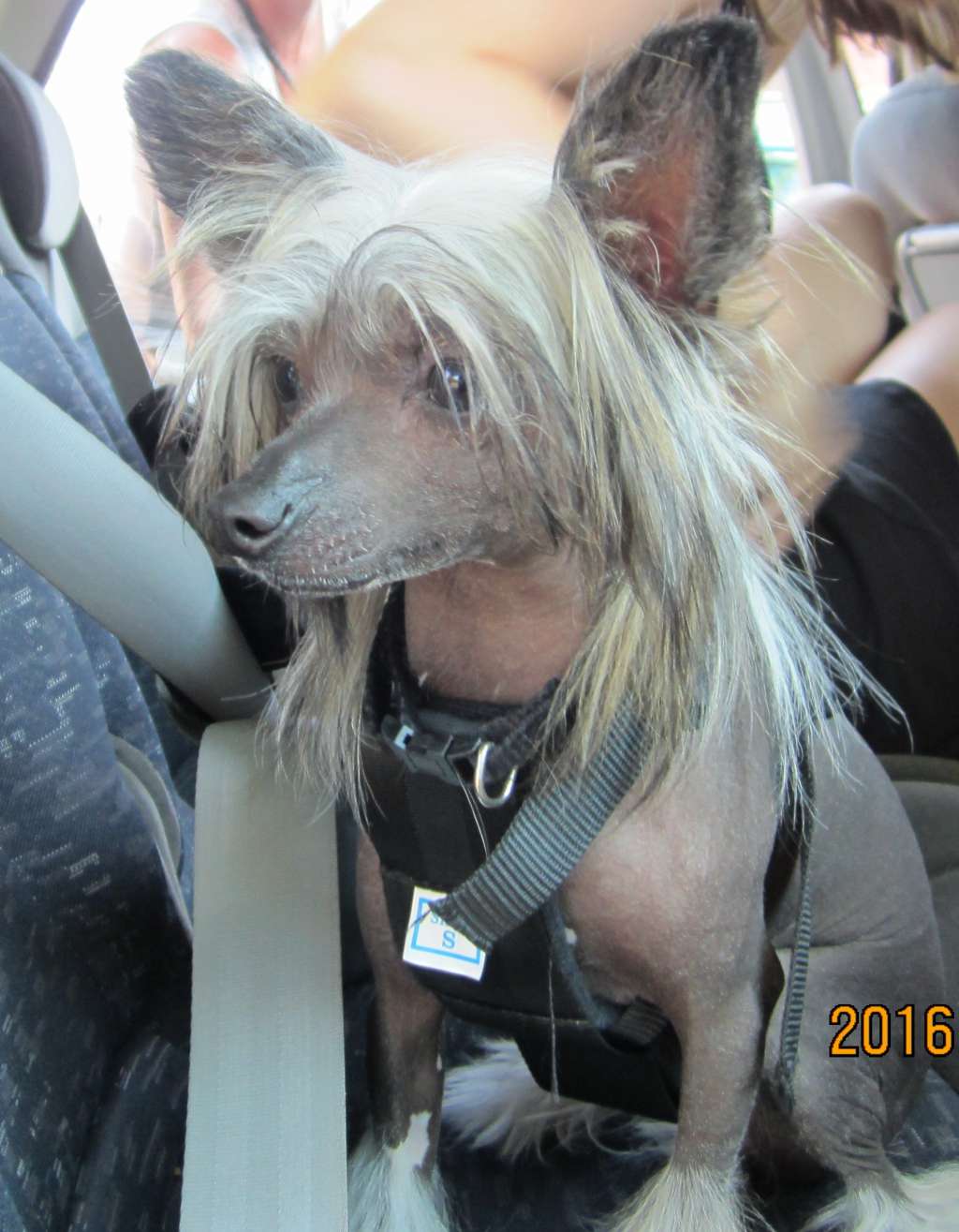 Zu'l Charmed Sorcerer Of Gizzy's Home