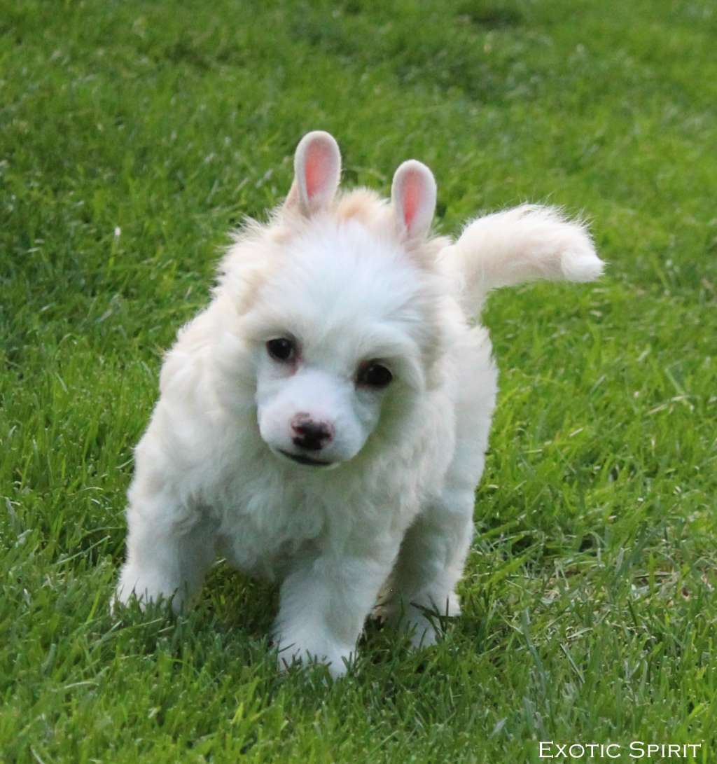 Exotic Spirit Under my Umbrella