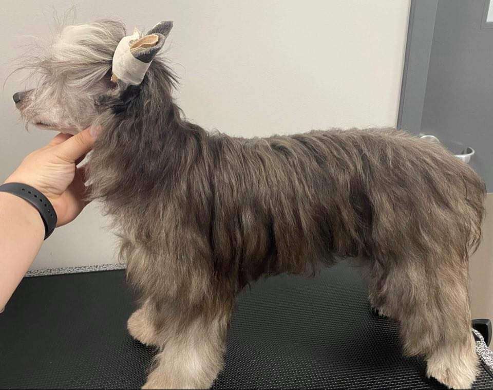 DeBahtrio Dishonor On Your Cow