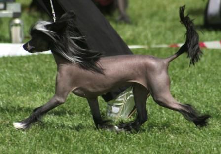 Noon's My Flying Puma