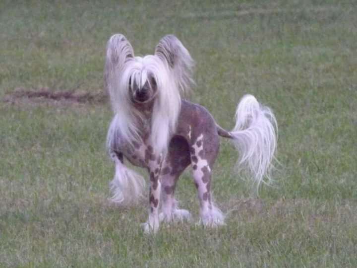 Sitting Pretty in the Buff at HHC