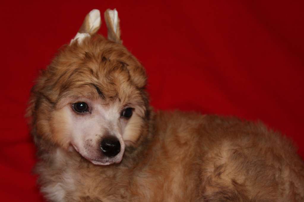 Rolana Family Midsummer Caprize