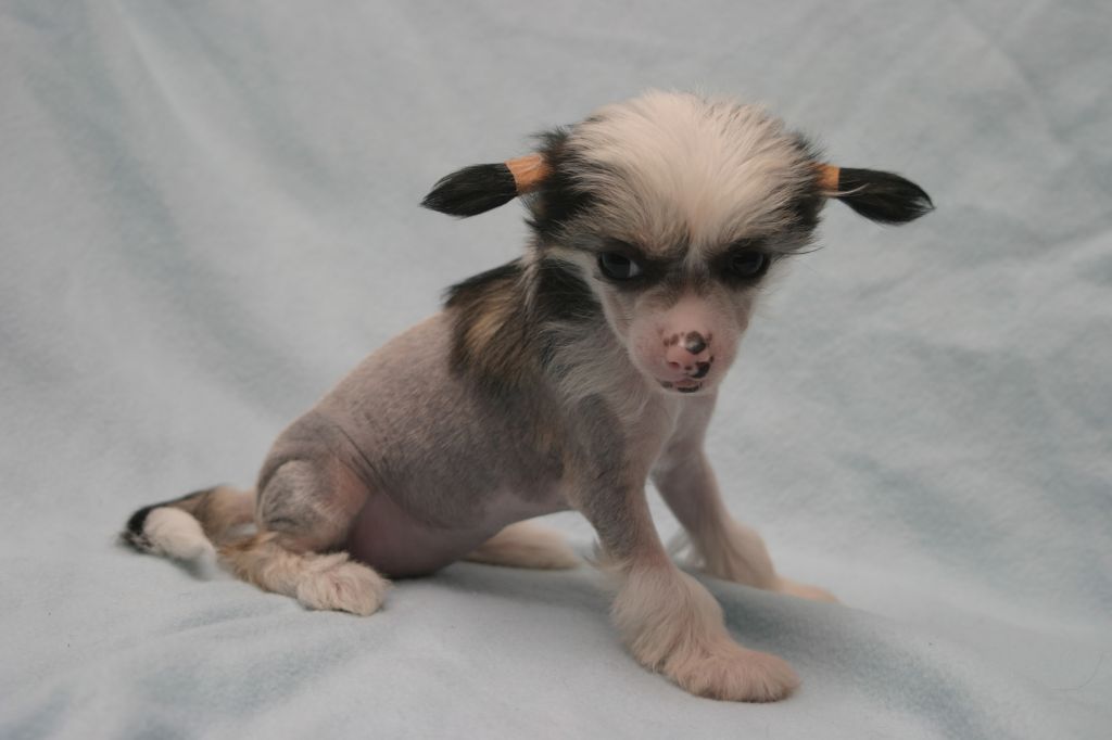 Happy Dancing Swinging Samba