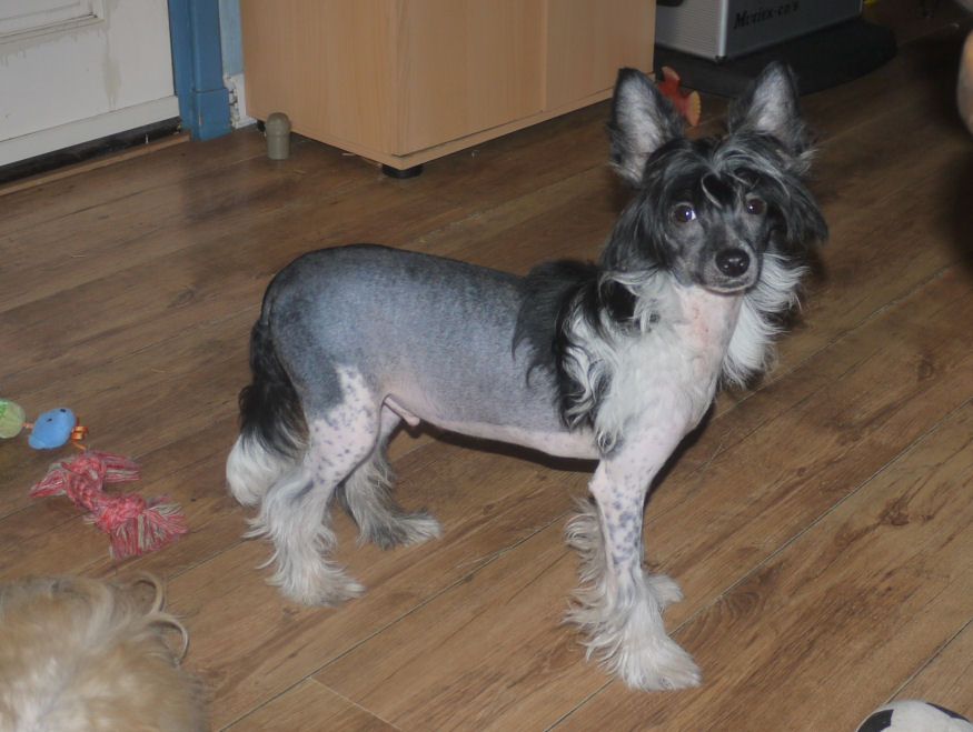 Iceman Little Charmings.