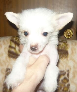 Sharman Vip Happy Candy Caramel