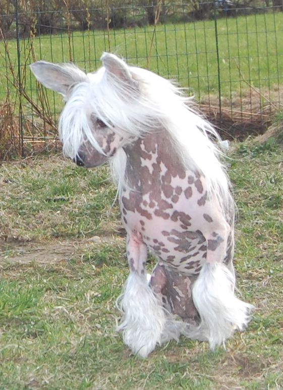 De La Mahafu's Love's Franchesca