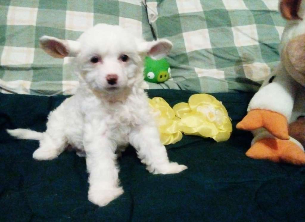 Family Mar'S Tzunami