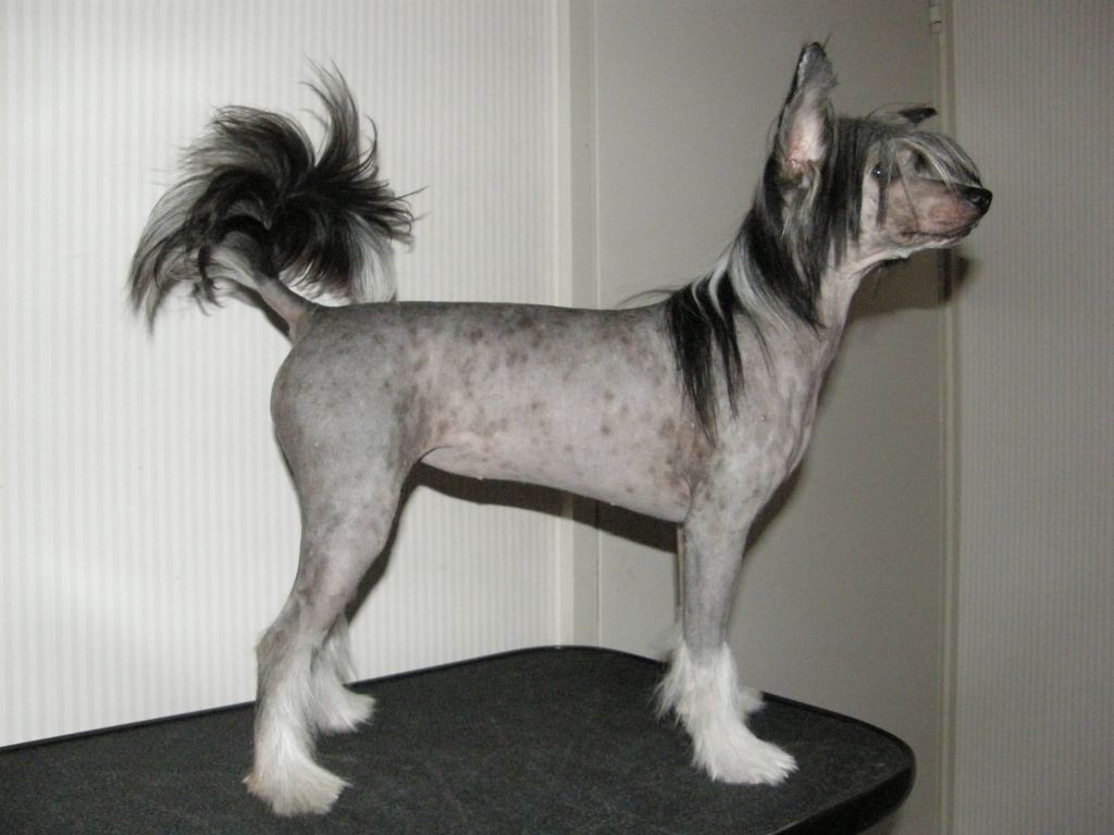 Tuuskannuusan Elysium