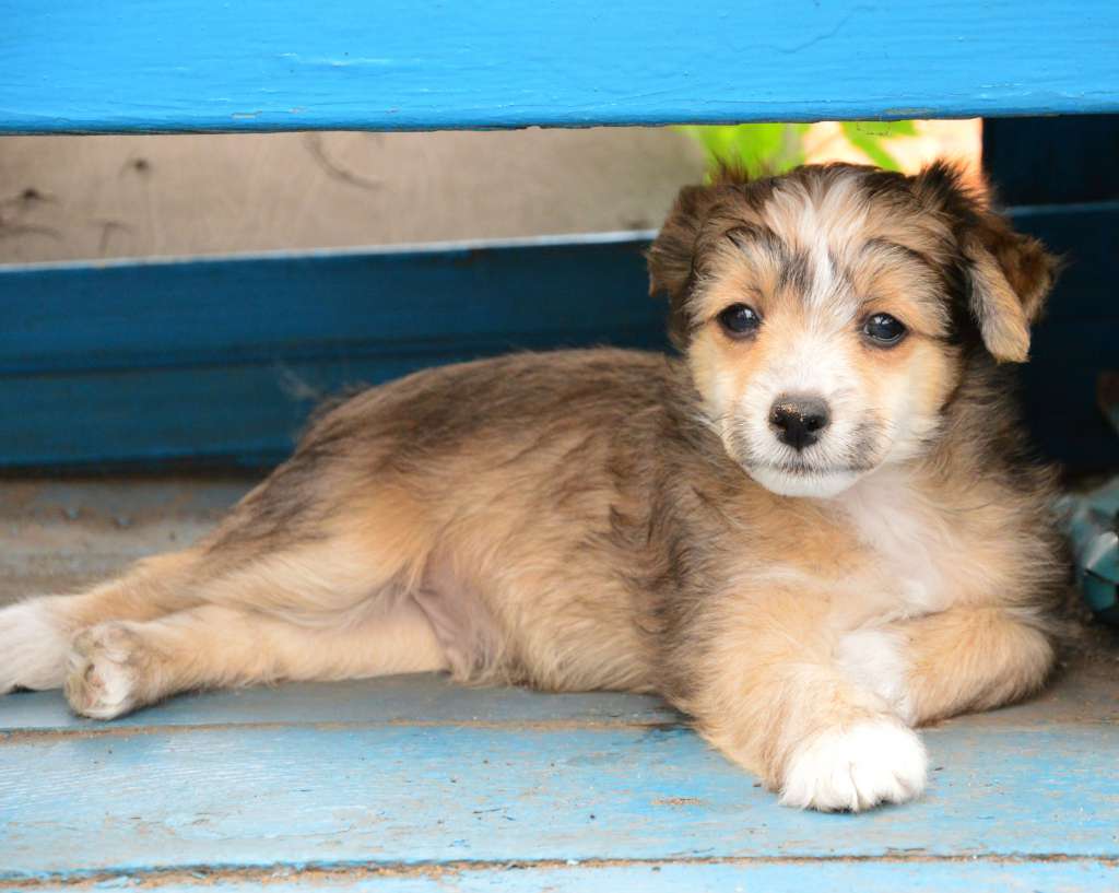 Baikal Dream Jaglion RareMiracle