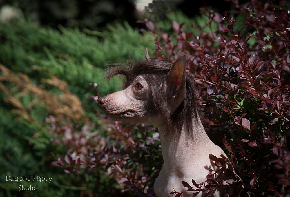 Dogland Happy Zhemile