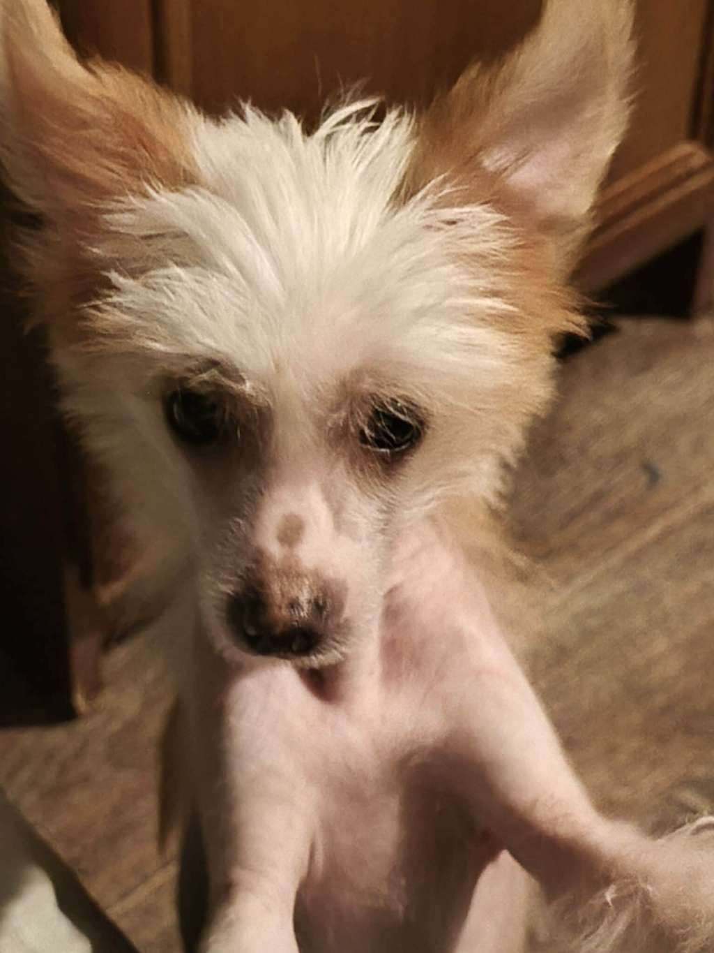 Amour De Luxe Dream Doll