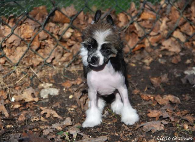 Pandore Little Champs