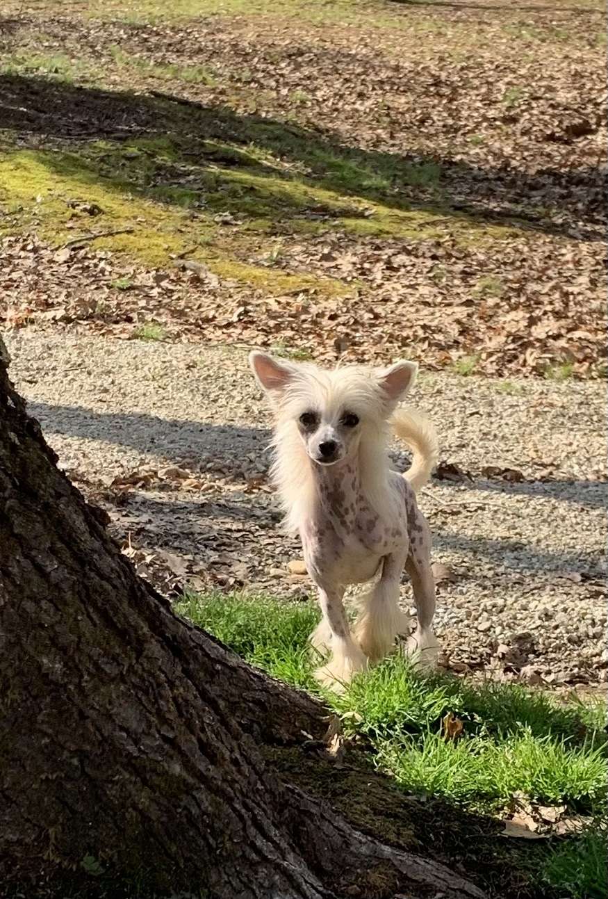 DeBahtrio-Pinevalley's Baby Kangarooroo