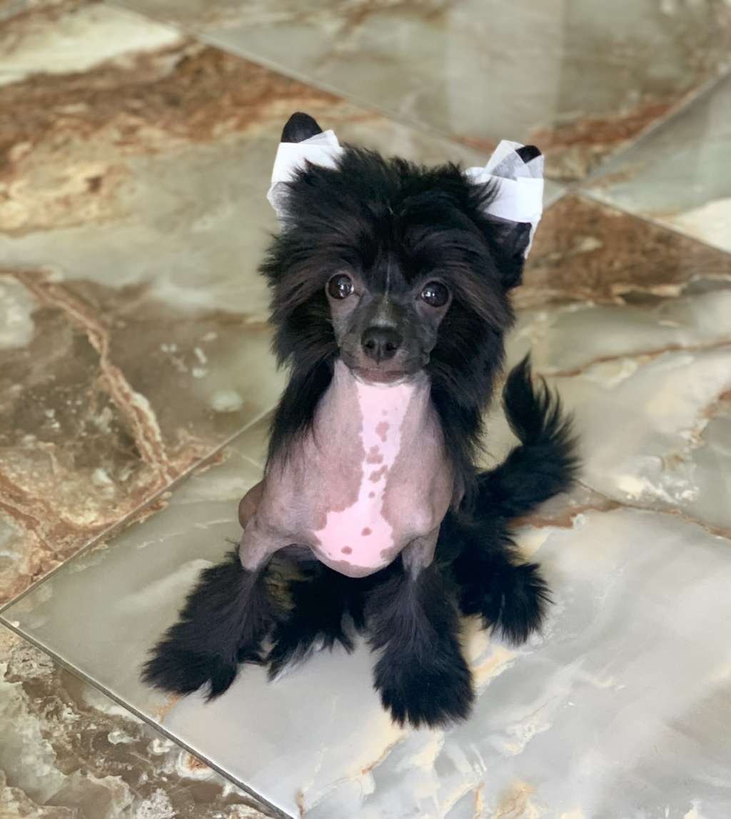 Pride of the night EL Chika