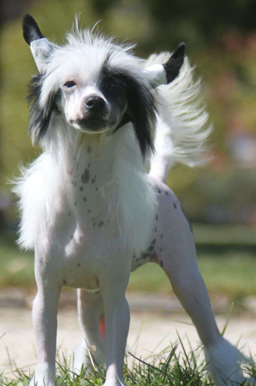 Chamán de L'Essence de Mon Tout