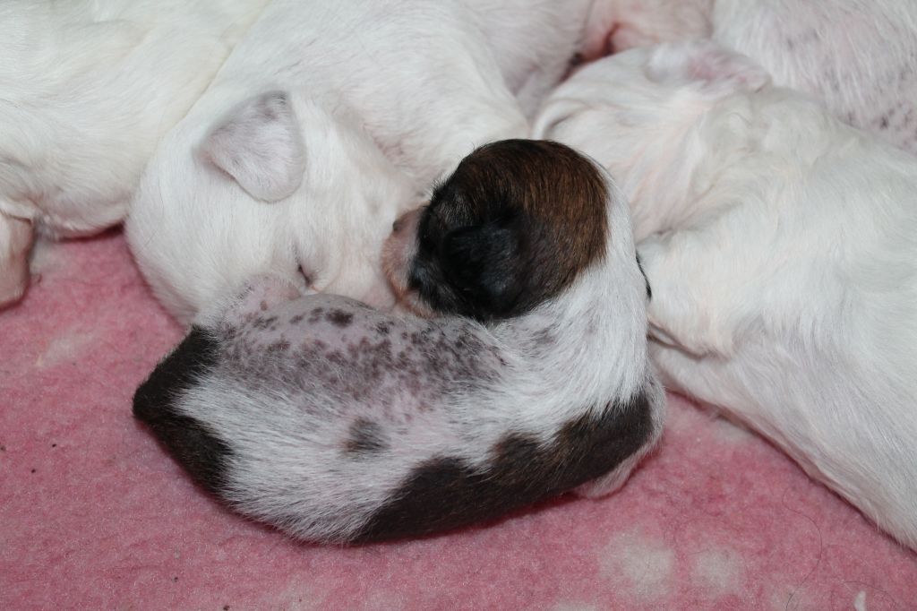 Laronja's Sonny With A Chance