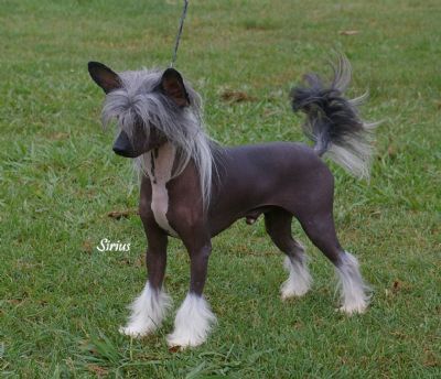 Mohawk Thunderstruck