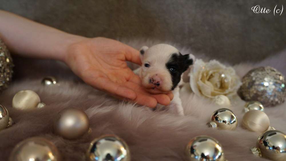 Black Patch von Jungeroth