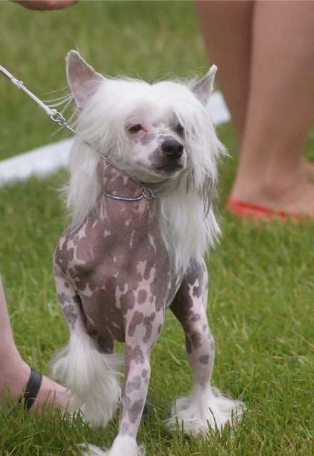 Beyesa's Blancu Riu Djamanta