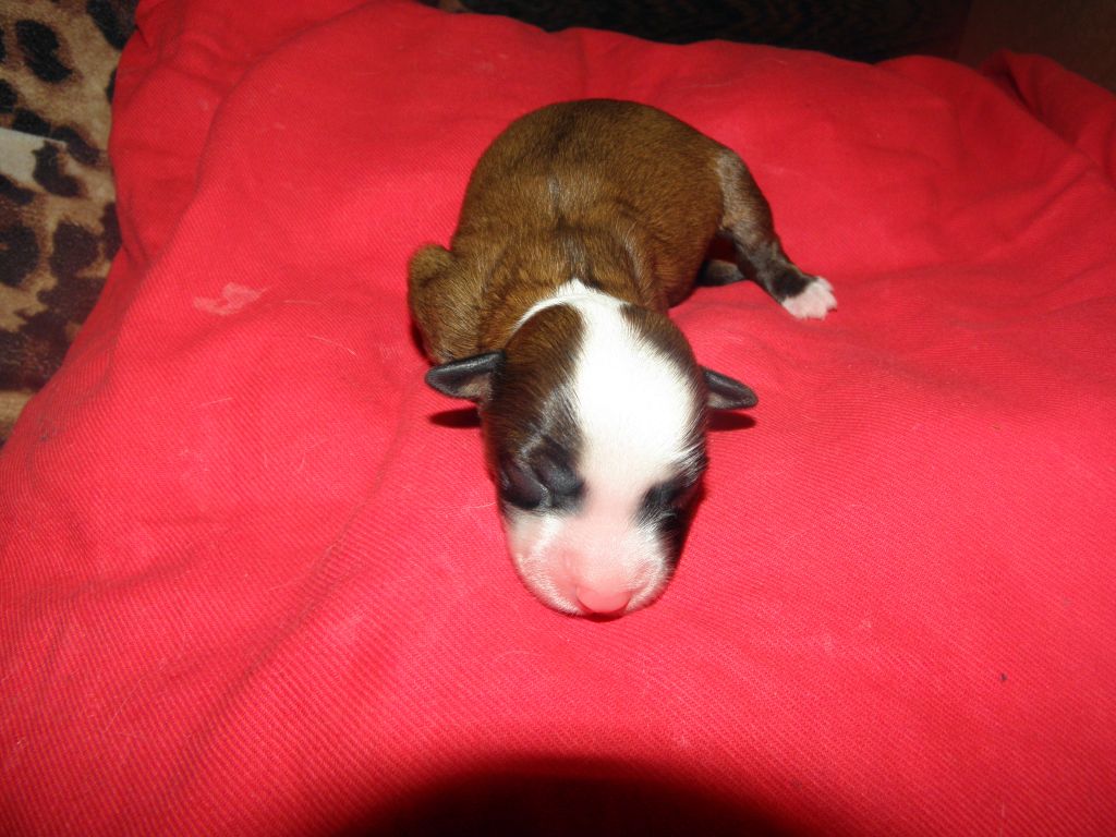 Andrew Butterfly whisper