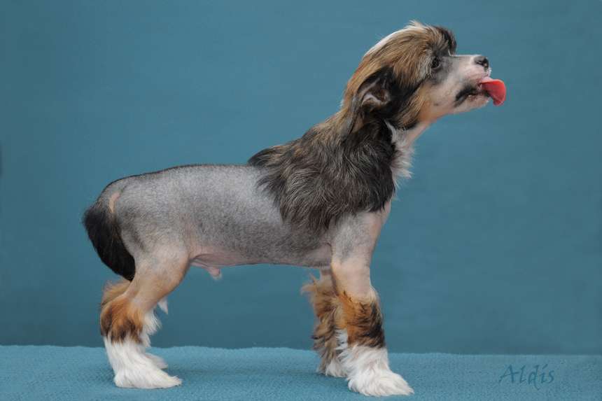 Practical Hero Yodeling Star