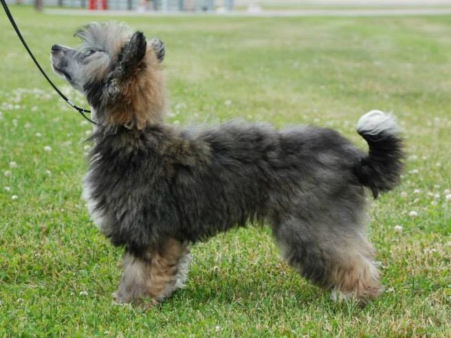 Takanja's Over the Moon