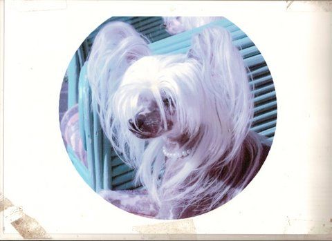 Queen of the Day von Shinbashi